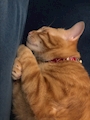 chiko