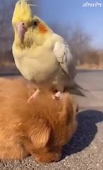 chiko