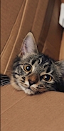 chiko