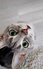 chiko