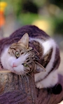 chiko