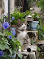 chiko