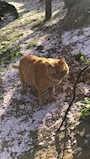 chiko