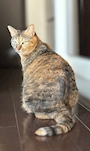 chiko