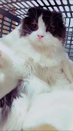 のぞみ「のぞみ」
