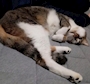chiko