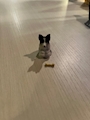 chiko