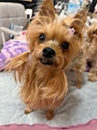 chiko