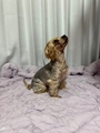 chiko