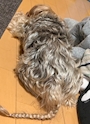 chiko