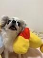 chiko