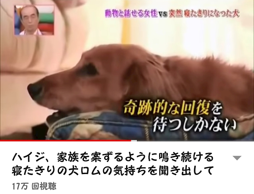 Pictjpsipeltcv 最も人気のある 寝たきり 犬 ロム その後 寝たきり 犬 ロム その後