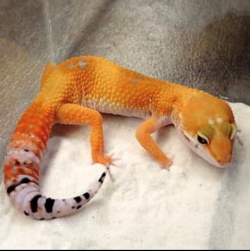 首痛くて寝てました さき 大阪 熟女キャバクラ Mrs J ミナミ ポケパラ