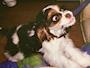 chiko