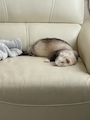 chiko