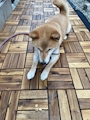 chiko
