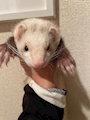 chiko