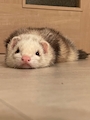 chiko