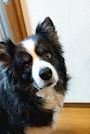 chiko