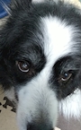 chiko
