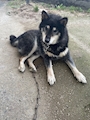 chiko