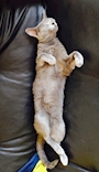 chiko