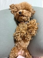 chiko