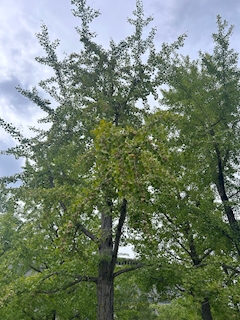 渡辺 華緒里