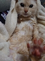 chiko