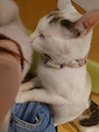 chiko