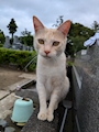 chiko