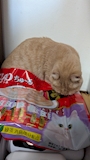 chiko