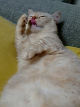 カワユス ミニ🐱