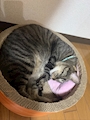 chiko