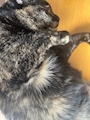 chiko