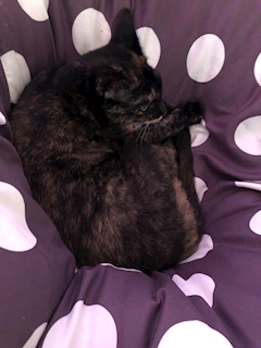 プロフィール写真6・まゆみ｜mrs.J 半田・ミセスジェイ ハンダ - 半田の熟女パブ/熟女キャバクラ