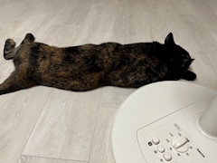 プロフィール写真3・まゆみ｜mrs.J 半田・ミセスジェイ ハンダ - 半田の熟女パブ/熟女キャバクラ