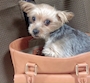 chiko