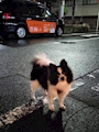 chiko
