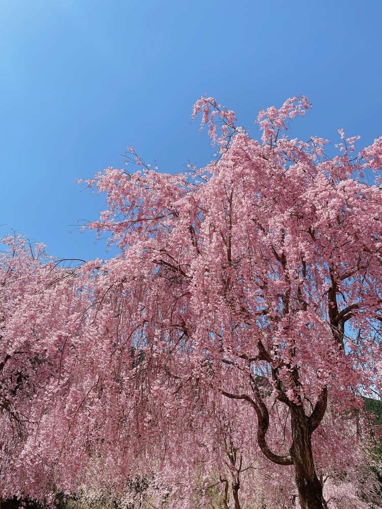 千本しだれ桜🌸とイケメンセンサー発動の巻 - 🎼さき🎼 - 大阪 梅田