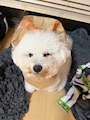 chiko