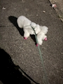 chiko