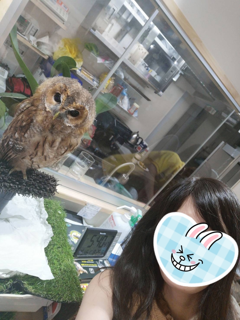 大宮 フクロウ カフェ Potoapixnanuqo