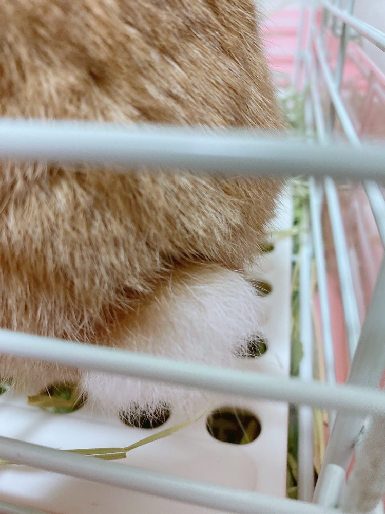 うさケツ さくら Mrs J 四日市 ミセスジェイ ヨッカイチ 三重 四日市の熟女パブ 熟女キャバクラ ポケパラ