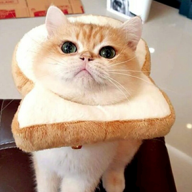 猫って実は危険外来種なの知ってましたか セリカ 犬山 キャバクラ Mode M ポケパラ