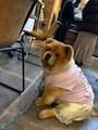 chiko