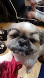 chiko
