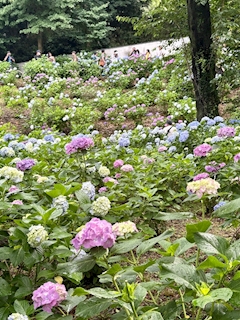🐟🌷平目めしべ🌷🐟「☸️あじさい寺☸️」