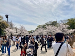 🐟🌷平目めしべ🌷🐟「👘大吉原展👘」