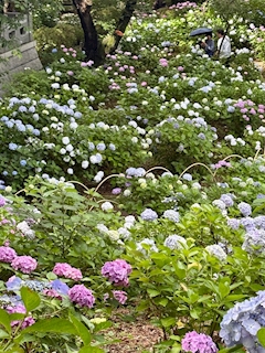 🐟🌷平目めしべ🌷🐟「☸️あじさい寺☸️」